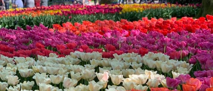 Traditional Holland - Keukenhof, 'Friesland' and more!  (Platinum Collection)