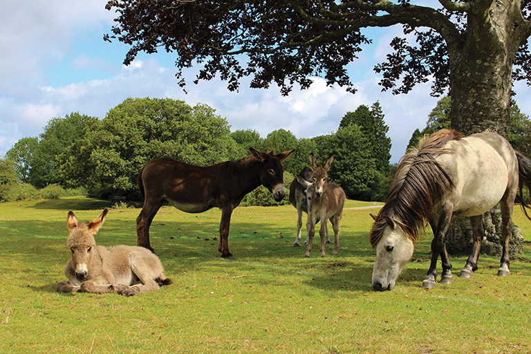 New Forest Tour with Cream Tea